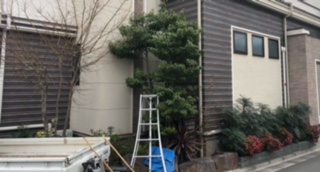 新宿区　戸建て　モミジ　ソヨゴ　サツキ　マホニアコンフューサー　剪定　施工前