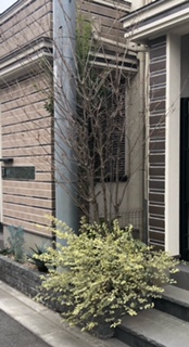 新宿区　戸建て　ヤマボウシ　ｼﾙﾊﾞｰﾌﾟﾘﾍﾟｯﾄ　剪定　施工前