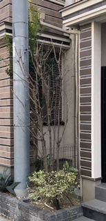 新宿区　戸建て　ヤマボウシ　ｼﾙﾊﾞｰﾌﾟﾘﾍﾟｯﾄ　剪定　施工後