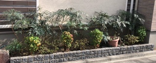 新宿区　戸建て　サツキ　マホニアコンフューサー　オタフクナンテン　剪定　施工後