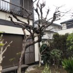 東京都　町田市　柿木（カキノキ）　剪定　戸建て