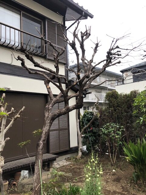 東京都　町田市　柿木（カキノキ）　剪定　戸建て
