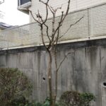 東京都　町田市　つくし野　剪定　サルスベリ　百日紅　戸建て