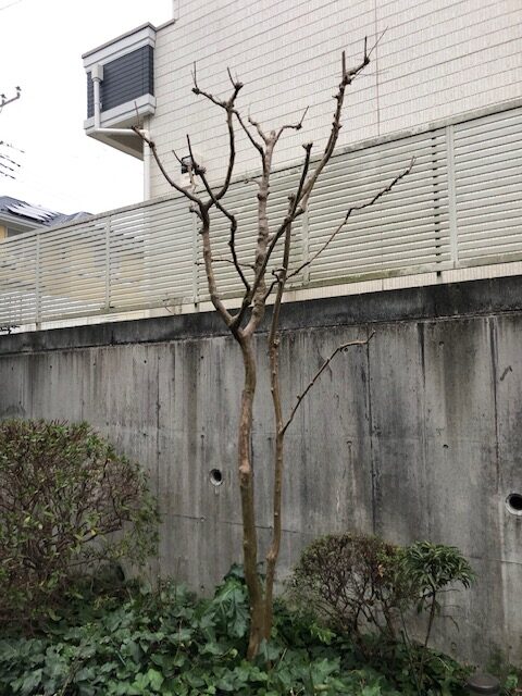 東京都　町田市　つくし野　剪定　サルスベリ　百日紅　戸建て