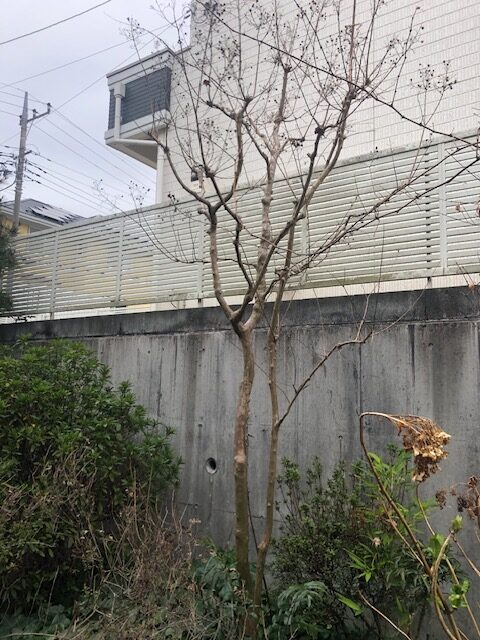 東京都町田市つくし野　剪定　百日紅　サルスベリ　施工前