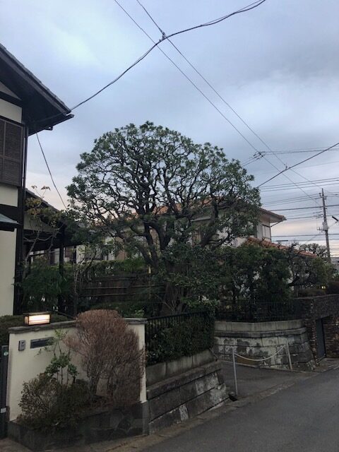 町田市　つくし野　山桃　ヤマモモ　椿　ツバキ　ドウダンツツジ　剪定　施工後　空き家