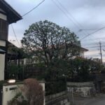 東京　町田市　つくし野 　　山桃（ヤマモモ）　椿（ツバキ）　ドウダンツツジ　剪定　戸建て