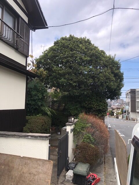 町田市　つくし野　山桃　ヤマモモ　椿　ツバキ　ドウダンツツジ　剪定　施工前　空き家