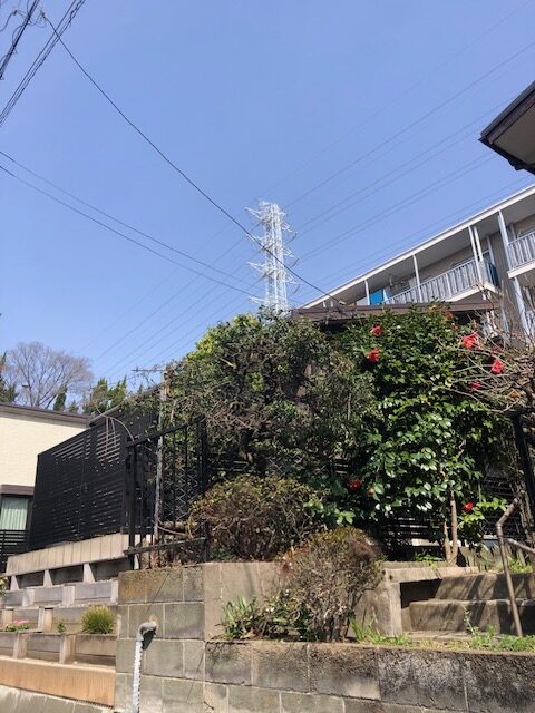 横浜市青葉区 シュロ 伐採 施工前