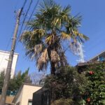 横浜市青葉区　シュロ　伐採　戸建て