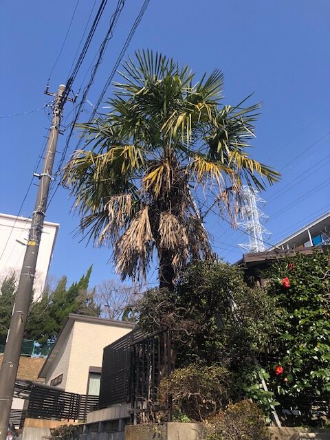 横浜市青葉区 シュロ 伐採 施工前