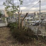 横浜市青葉区　戸建て　シマトネリコ剪定　サルスベリ剪定　施工後