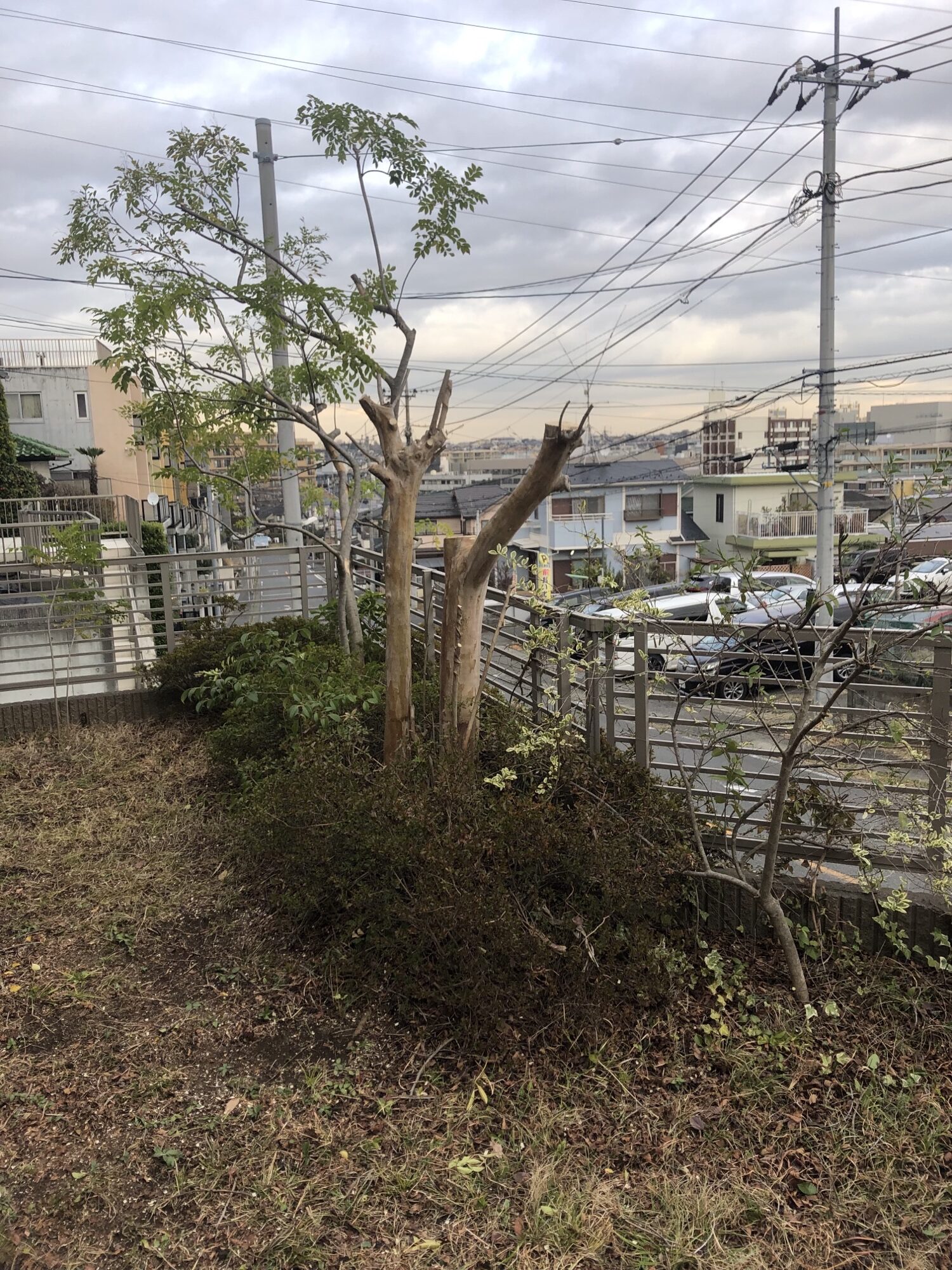 横浜市青葉区　戸建て　シマトネリコ剪定　サルスベリ剪定　施工後