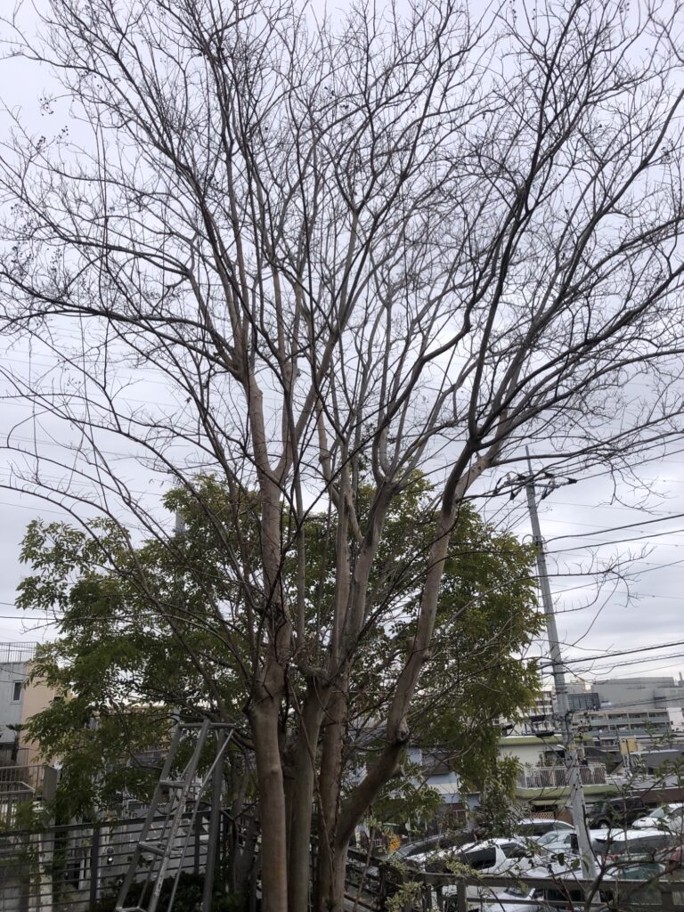 横浜市青葉区　サルスベリ剪定　シマトネリコ剪定　施工前