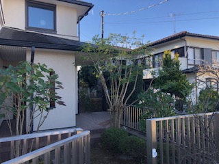 横浜市　緑区　剪定　シマトネリコ　サザンカ　カクレミノ　サツキ低木一式