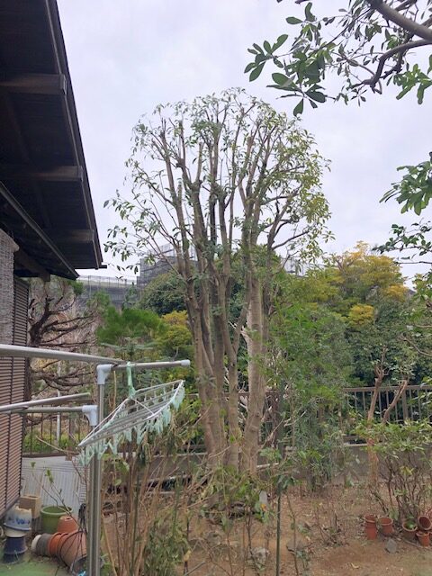横浜市　都筑区　金木犀　キンモクセイ　剪定　施工後