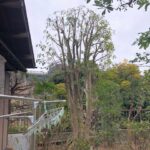 横浜市　都筑区　剪定　金木犀　キンモクセイ　空き家　戸建て