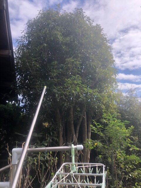 横浜市　都筑区　金木犀　キンモクセイ　剪定　施工前