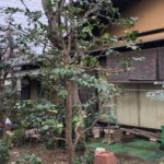 横浜市　都筑区　椿　ツバキ　剪定　戸建て　空き家