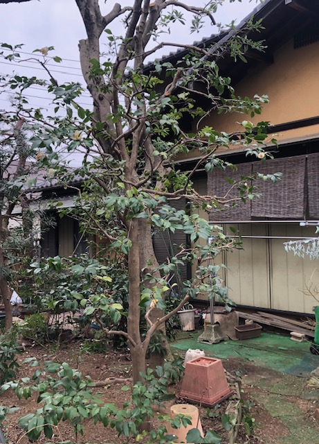 横浜市　都筑区　椿　ツバキ　剪定　戸建て　空き家