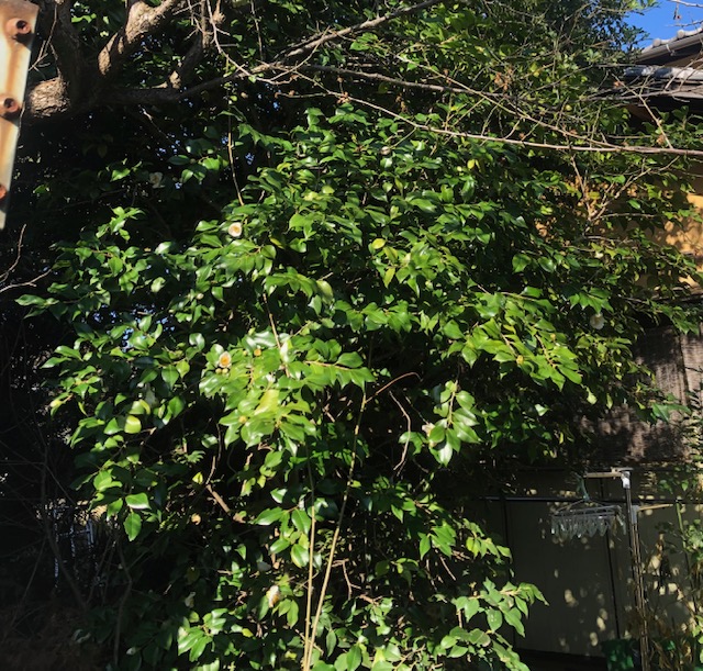 横浜市都筑区 椿 ツバキ 剪定 空き家 施工前