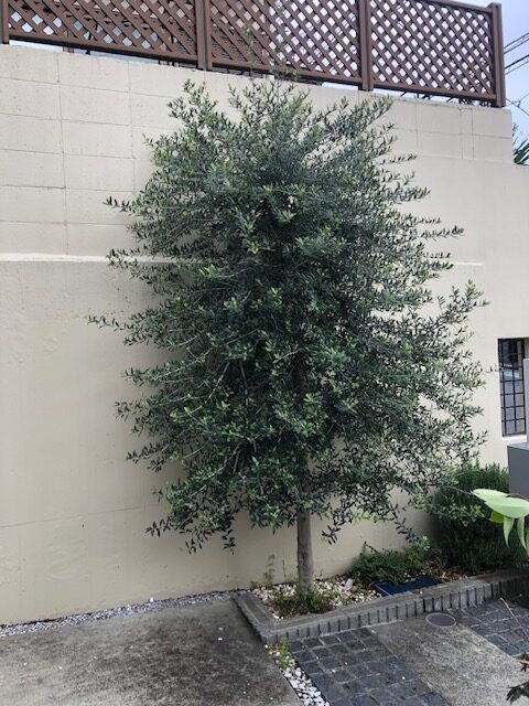 横浜市　青葉区　剪定　オリーブ　戸建て　施工前