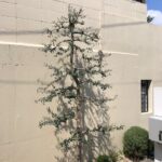 横浜市　青葉区　剪定　オリーブ　戸建て　施工後