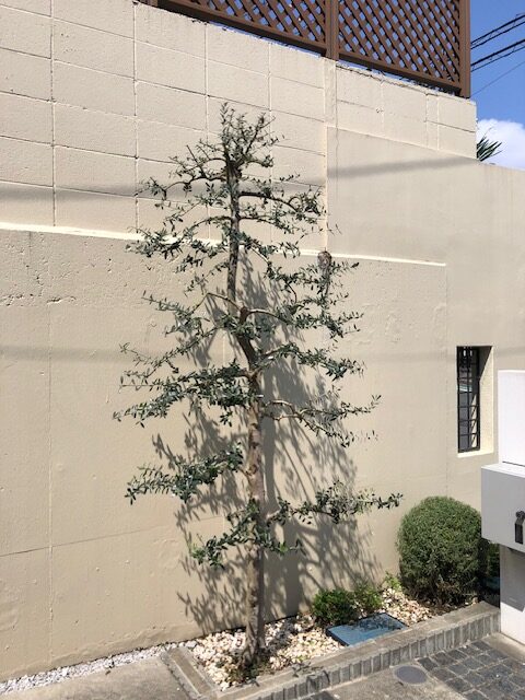 横浜市　青葉区　剪定　オリーブ　戸建て　施工後