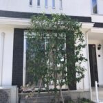 横浜市　青葉区　剪定　ヤマボウシ　山法師　戸建て　施工後