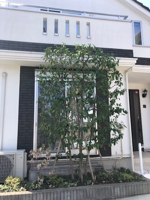 横浜市 青葉区 剪定 ヤマボウシ 山法師 戸建て 施工後