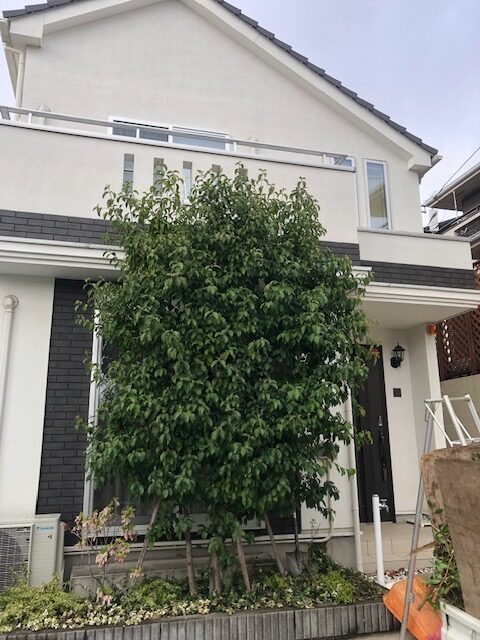 横浜市　青葉区　剪定　ヤマボウシ　山法師　戸建て　施工前