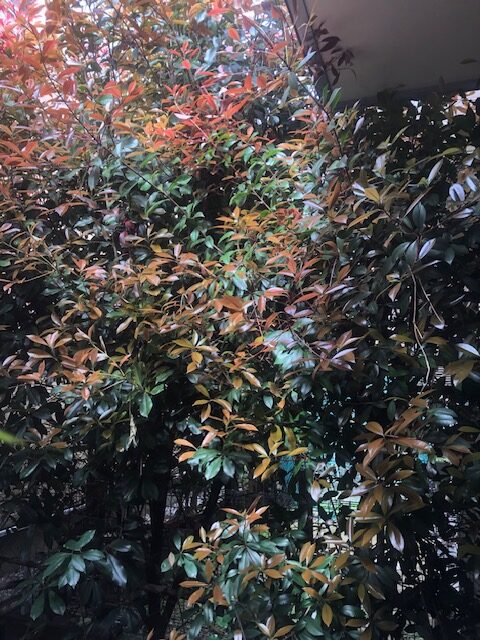 横浜市　青葉区　レッドロビン　生垣剪定　施工前