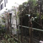 横浜市ー青葉区ー生垣ー剪定－レッドロビンー施工後