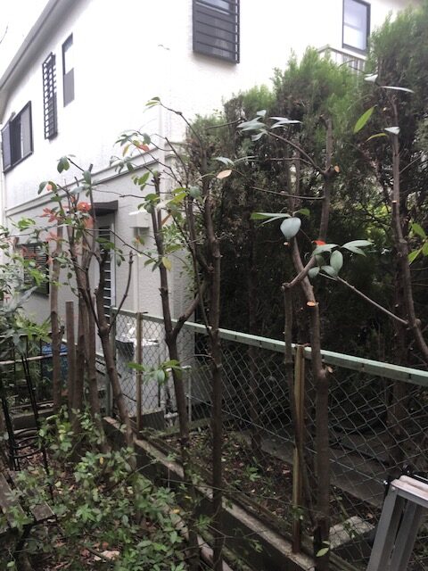 横浜市ー青葉区ー生垣ー剪定－レッドロビンー施工後