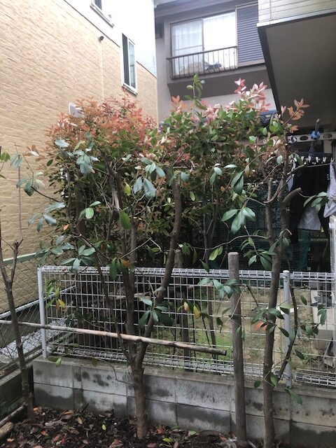 横浜市　青葉区　レッドロビン　生垣剪定　施工後